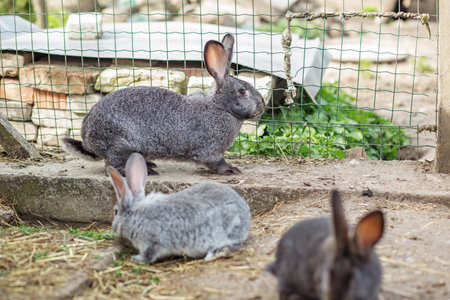 A group of rabbits is seen in a fenced area of a farm, with one rabbit actively exploring while others relax. The scene captures the charm of farm life and the playful nature of these animals.の写真素材