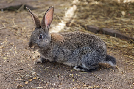 A gray rabbit is sitting on the ground in a barn surrounded by hay. The animal has large ears and soft fur, enjoying the warm sunlight that filters through the structure.の写真素材