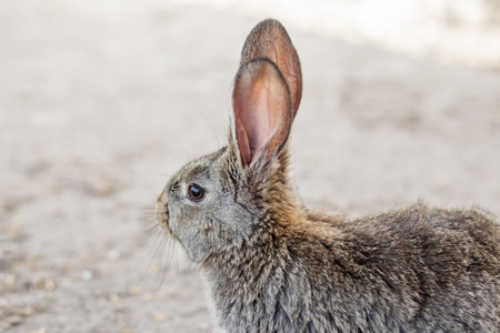 Detailed side view of a brown rabbit with large upright ears, sitting on a sandy surface and looking into the distance.の写真素材