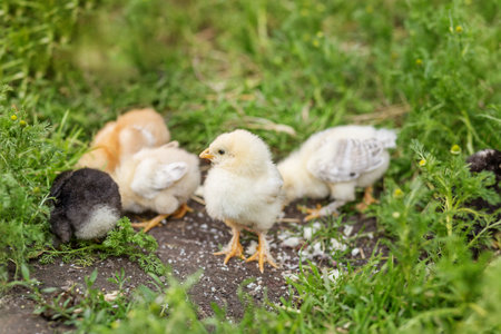 Close-up of colorful baby chicks walking and pecking on the ground in a grassy farm setting, showcasing natural rural life.の写真素材