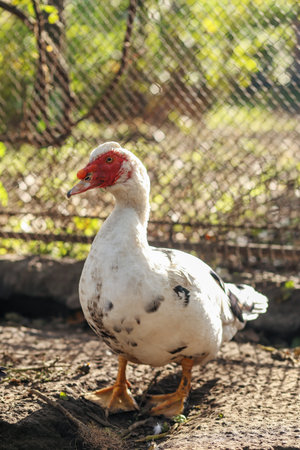 Single white Muscovy duck standing on dry ground in a sunny farm enclosure, with soft light and wire fence in background.の写真素材