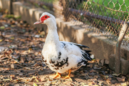 A single white Muscovy duck stands near a fence on leaf-strewn soil in a sunlit farm enclosure, looking alert.の写真素材