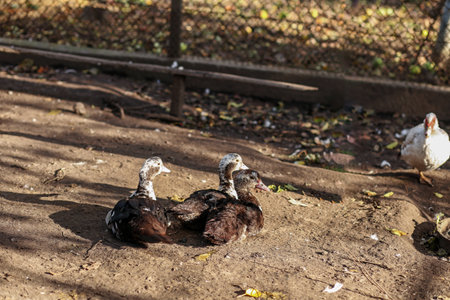 Three young Muscovy ducks lying on bare dirt ground inside a fenced farm area, relaxing in warm natural sunlight.の写真素材