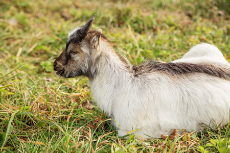 Cute young goat kid lying and chewing grass on a green meadow during daytime, symbolizing calm rural...