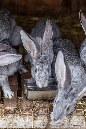 Close-up of a gray rabbit drinking water from a metal container, surrounded by other rabbits on a wooden farm hutch floor.の写真素材