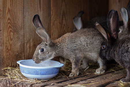 Curious brown rabbit drinks from a white ceramic bowl in a wooden hutch with hay, surrounded by other domestic rabbits in a rural setting.の写真素材