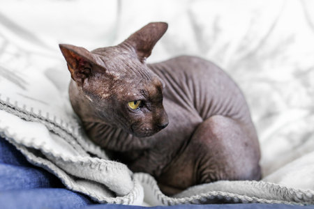 A hairless Sphynx cat curls up on a cozy light-colored blanket, resting comfortably with an alert, observant expression.の写真素材