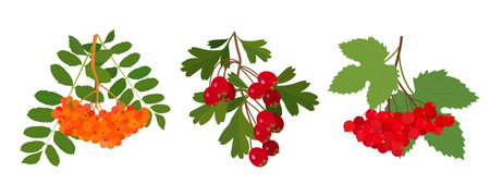 Hawthorn berry with leaves isolated on white background. Vector illustration.のイラスト素材