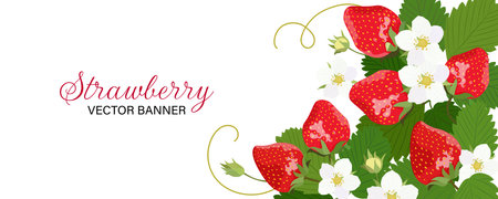 Horizontal banner with strawberry isolated on a white background. Vector illustration.のイラスト素材