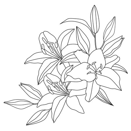 Lily flowers on a white background. Line art illustration.のイラスト素材