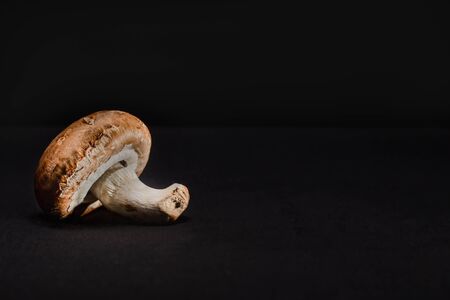 One royal champignon mushroom lies on a black backgroundの写真素材