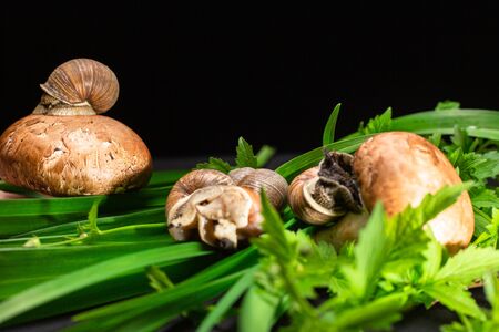 4 snails sit on champignons among green leaves on a black backgroundの写真素材