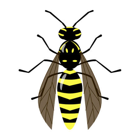 Isolated vector wasp on the white background. Bee character. Yellow and black stinging insect colorful illustration.のイラスト素材