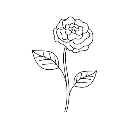 Isolated vector linear rose flower with leaves. Minimal modern and simple outline floral graphicのイラスト素材
