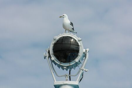 Seagull on the spotlightの写真素材