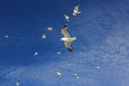 Seagulls in the skyの写真素材