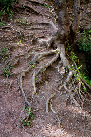 Roots above the groundの写真素材