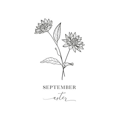 Aster, September. Hand drawn birth flowers, Vector Graphics.のイラスト素材