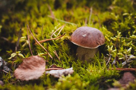 Brown mushroom grows in the forest in autumn.の写真素材