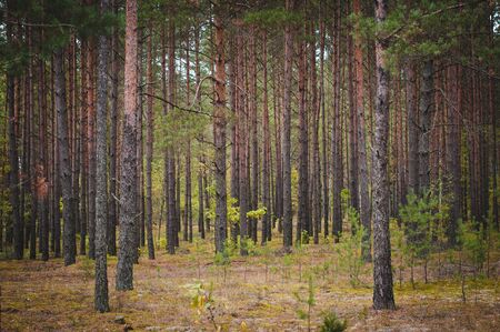 beautifule day in a pine forest in autumnの写真素材