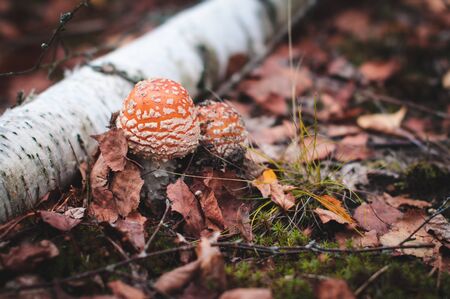 Orange mushroom grows in the forest in autumn.の写真素材