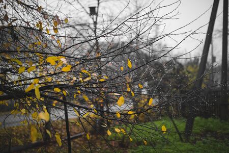 autumn yellow leaves and branches with water drops.の写真素材