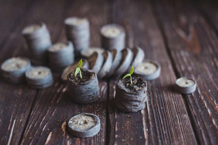 Two pepper sprouts sprouted in peat tablets on a wooden background. Seedlings of peppers.の写真素材