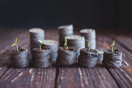 Green sprouts of peppers sprouted in peat tablets on a wooden background. Seedlings of peppers.の写真素材