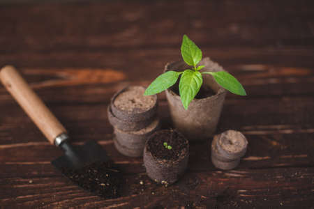 Pepper sprout in a peat pot and peat tablets on a wooden background. Garden tools.