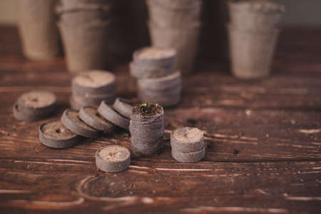 Peat tablets for growing seedlings. Growing domestic herbs and vegetables. Eco-friendly.の写真素材