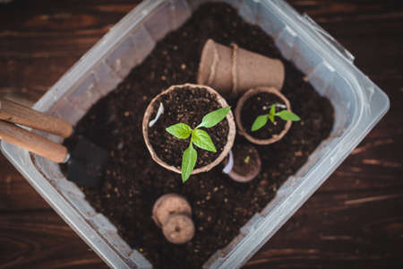 Planting seedlings of peppers in peat pots at home. Garden tools.の写真素材