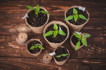Seedlings of peppers in peat pots on a wooden background. Seedlings of peppers. Spring gardening concept.の写真素材