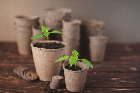 Seedlings of peppers in peat pots on a wooden background. Seedlings of peppers. Spring gardening concept.の写真素材