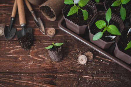 Seedlings, pots, peat tablets and home garden tools on a wooden background. Growing domestic herbs and vegetables.の写真素材