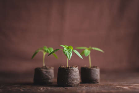 Green sprouts of peppers sprouted in peat tablets on a wooden background. Seedlings of peppers.の写真素材