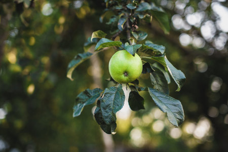 Apple tree branch with Ripe green appl on a blurred background during ripening.の写真素材