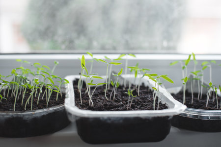 Vegetable seedlings in plastic trays on the windowsill.の写真素材