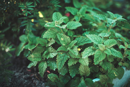 Green leaves of young Melissa. Lemon balm. Herb garden.