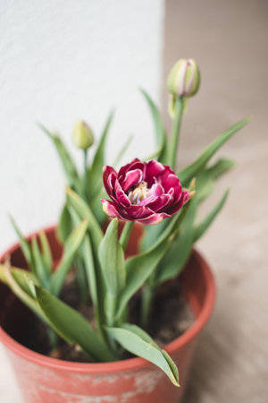 Tulip in a pot against a white wall. Spring, holidays, mothers day, female business concept.