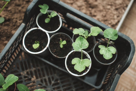 Seedlings of cucumber seeds. The shoots of cucumbers. Green shoots in small seedling pots.の写真素材
