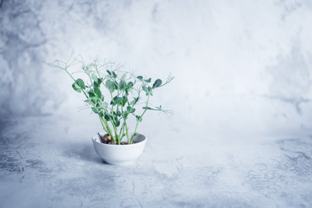 Pea sprouts in a round white bowl. Concept of home gardening and growing greenery.の写真素材