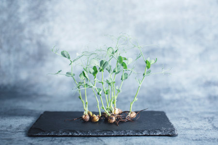 Microgreen peas on a slate stone platter. Healthy organic food.の写真素材