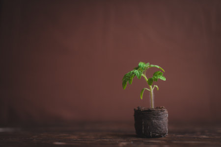 Young tomato sprout in a peat tablet on a wooden background.の写真素材