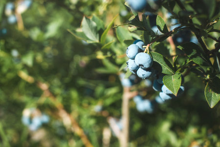 Fresh organic blueberrys on the bush. Place for text.の写真素材