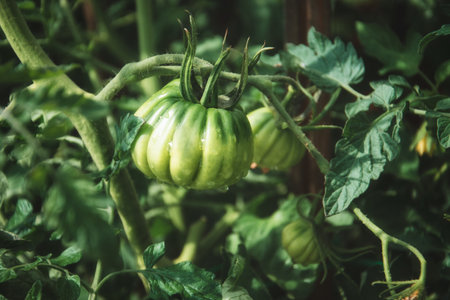 A bunch of green tomatoes on a bush. Organic family farm. Tomatoes ripen in the garden.の写真素材