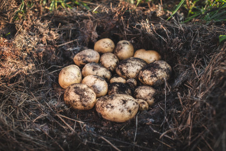 Large potato tubers grown in mulch. Growing organic vegetables in the garden.の写真素材