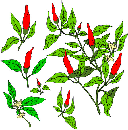 Floral elements for  decor. Chili peppers icons set. Hand-drawn cartoon collection - flowers, calligraphy, floral elements. Doodle drawing. Vector illustration.のイラスト素材