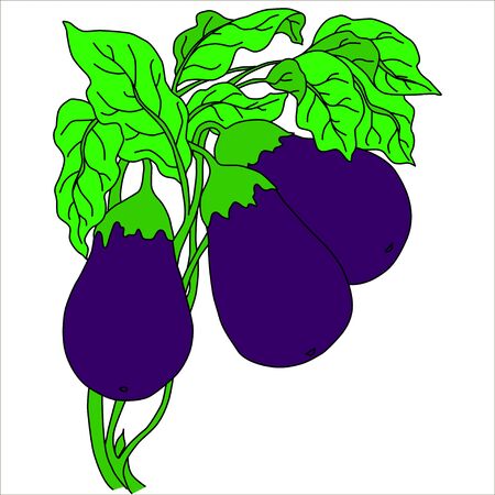 Eggplant Isolated on White. Flat Design Style. Vector illustration. Cartoon vector Illustration.のイラスト素材