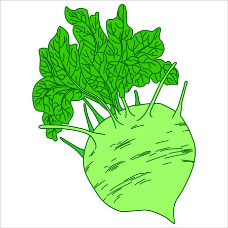 Vector isolated illustration. Picture cabbage kohlrabi on a white background. Fresh kohlrabi. Organic kohlrabi. Farm kohlrabi.のイラスト素材