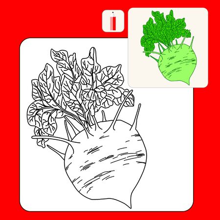 Coloring Book or Page. Vector isolated illustration. Cabbage kohlrabi on a white background. Fresh kohlrabi. Organic kohlrabi. Farm kohlrabi.Black.のイラスト素材